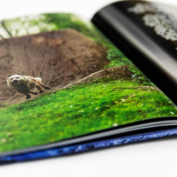 Maintain DVDs & Videos Maintain IV.V - Derailed Book